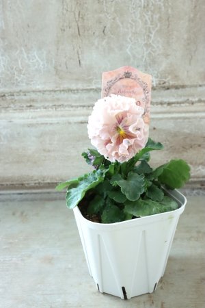 画像5: Robe de Antoinette Rococo〜ローブ・ドゥ・アントワネット ロココ〜 No.75