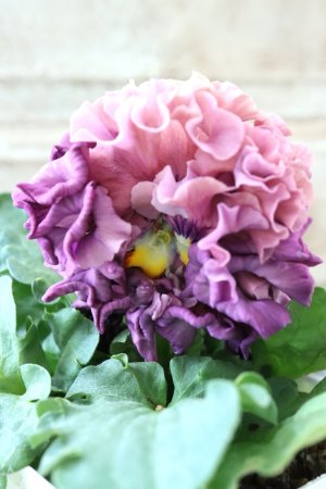 画像2: Robe de Antoinette Rococo〜ローブ・ドゥ・アントワネット ロココ〜 No.71