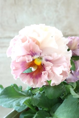 画像3: Robe de Antoinette Rococo〜ローブ・ドゥ・アントワネット ロココ〜 No.69