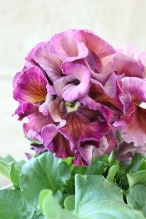 画像2: Robe de Antoinette Rococo〜ローブ・ドゥ・アントワネット ロココ〜 No.60