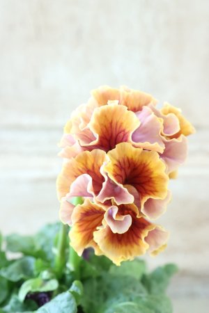 画像4: Robe de Antoinette Rococo〜ローブ・ドゥ・アントワネット ロココ〜 No.55