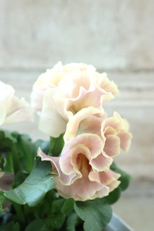 画像4: Robe de Antoinette Rococo〜ローブ・ドゥ・アントワネット ロココ〜 No.61