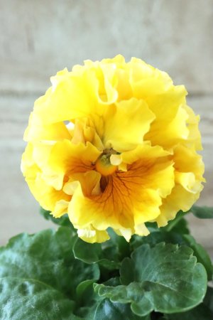 画像3: Robe de Antoinette Rococo〜ローブ・ドゥ・アントワネット ロココ〜 No.45