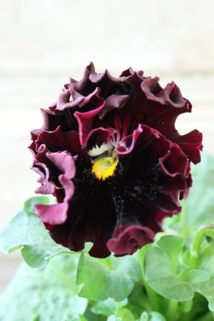 画像3: Fringe Panzy〜Doracula・ドラキュラ〜 No.40