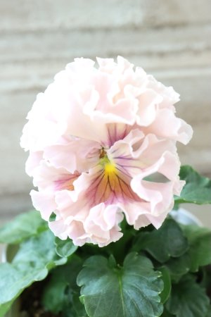 画像1: Robe de Antoinette Rococo〜ローブ・ドゥ・アントワネット ロココ〜 No.75