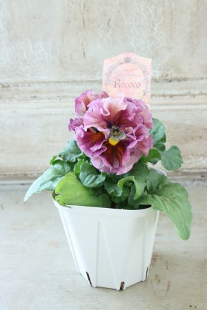 画像6: Robe de Antoinette Rococo〜ローブ・ドゥ・アントワネット ロココ〜 No.60