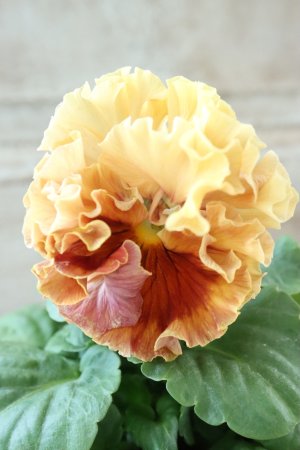 画像1: Robe de Antoinette Rococo〜ローブ・ドゥ・アントワネット ロココ〜 No.73