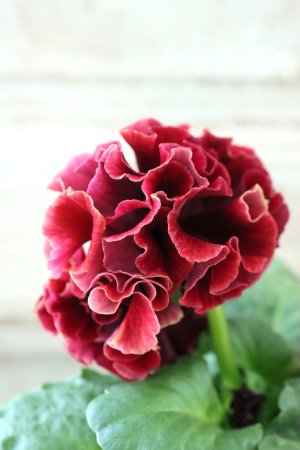 画像4: Robe de Antoinette Rococo〜ローブ・ドゥ・アントワネット ロココ〜 No.43