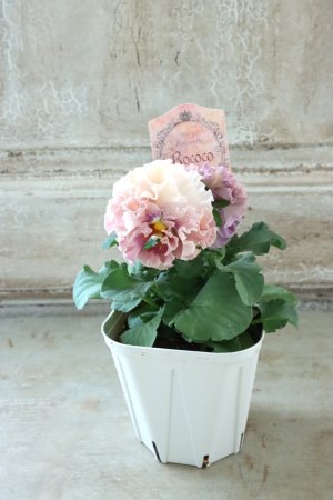 画像6: Robe de Antoinette Rococo〜ローブ・ドゥ・アントワネット ロココ〜 No.69