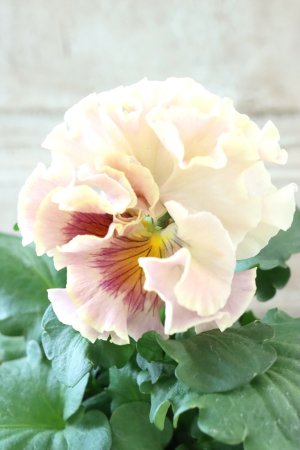 画像2: Robe de Antoinette Rococo〜ローブ・ドゥ・アントワネット ロココ〜 No.61