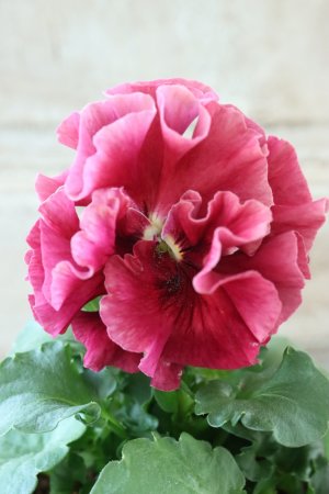 画像4: Robe de Antoinette Rococo〜ローブ・ドゥ・アントワネット ロココ〜 No.49