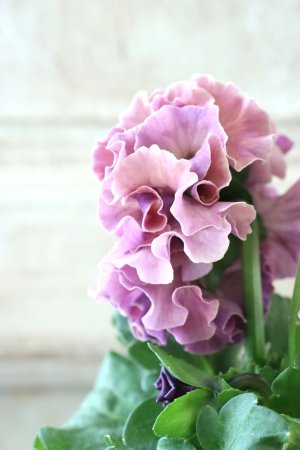 画像4: Robe de Antoinette Rococo〜ローブ・ドゥ・アントワネット ロココ〜 No.48