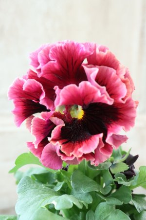 画像1: Robe de Antoinette Rococo〜ローブ・ドゥ・アントワネット ロココ〜 No.78