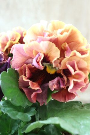 画像1: Robe de Antoinette Rococo〜ローブ・ドゥ・アントワネット ロココ〜 No.67