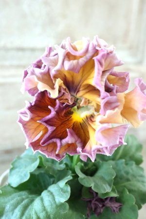 画像3: Robe de Antoinette Rococo〜ローブ・ドゥ・アントワネット ロココ〜 No.50