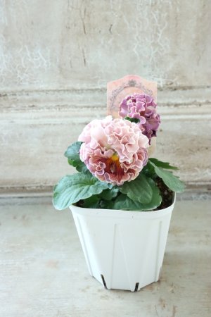 画像6: Robe de Antoinette Rococo〜ローブ・ドゥ・アントワネット ロココ〜 No.74