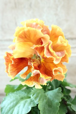 画像1: Robe de Antoinette Rococo〜ローブ・ドゥ・アントワネット ロココ〜 No.63