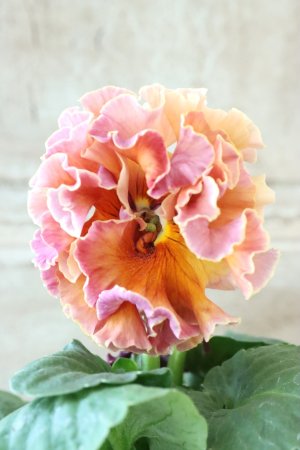 画像1: Robe de Antoinette Rococo〜ローブ・ドゥ・アントワネット ロココ〜 No.46