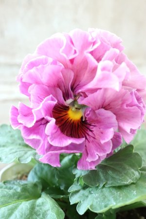 画像4: Robe de Antoinette Rococo〜ローブ・ドゥ・アントワネット ロココ〜 No.72