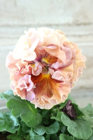 画像1: Robe de Antoinette Rococo〜ローブ・ドゥ・アントワネット ロココ〜 No.56