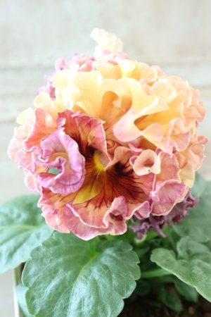 画像3: Robe de Antoinette Rococo〜ローブ・ドゥ・アントワネット ロココ〜 No.58