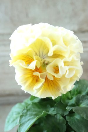 画像1: Robe de Antoinette Rococo〜ローブ・ドゥ・アントワネット ロココ〜 No.66