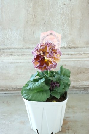 画像5: Robe de Antoinette Rococo〜ローブ・ドゥ・アントワネット ロココ〜 No.50