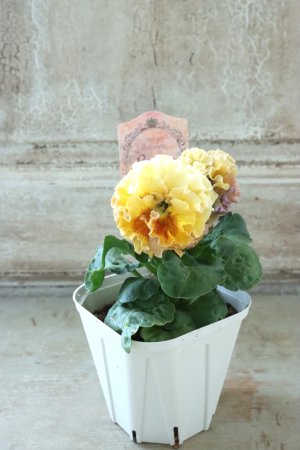 画像6: Robe de Antoinette Rococo〜ローブ・ドゥ・アントワネット ロココ〜 No.65