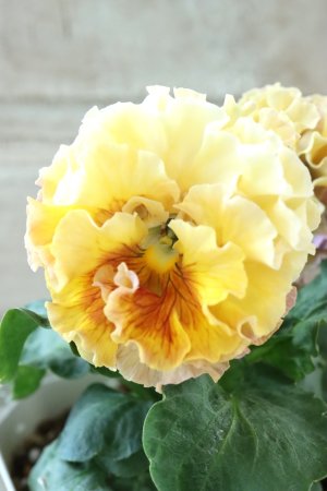 画像1: Robe de Antoinette Rococo〜ローブ・ドゥ・アントワネット ロココ〜 No.65