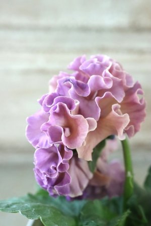 画像4: Robe de Antoinette Rococo〜ローブ・ドゥ・アントワネット ロココ〜 No.44