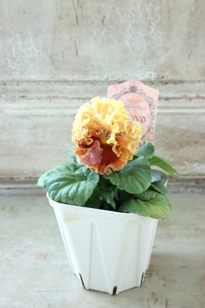 画像5: Robe de Antoinette Rococo〜ローブ・ドゥ・アントワネット ロココ〜 No.73