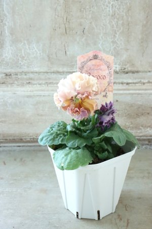 画像5: Robe de Antoinette Rococo〜ローブ・ドゥ・アントワネット ロココ〜 No.57