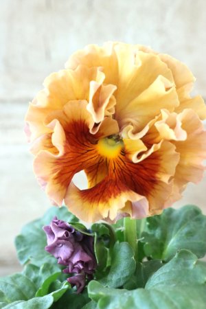 画像2: Robe de Antoinette Rococo〜ローブ・ドゥ・アントワネット ロココ〜 No.52