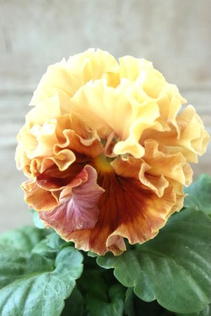 画像3: Robe de Antoinette Rococo〜ローブ・ドゥ・アントワネット ロココ〜 No.73