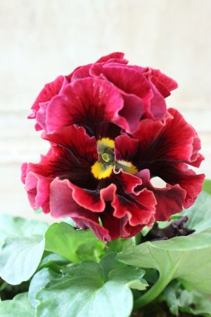 画像3: Robe de Antoinette Rococo〜ローブ・ドゥ・アントワネット ロココ〜 No.68