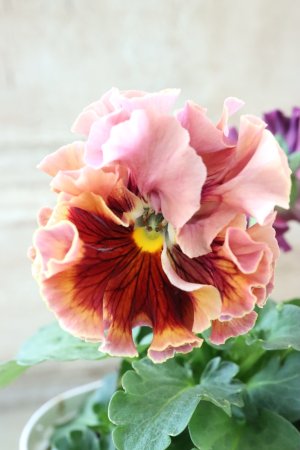 画像2: Robe de Antoinette Rococo〜ローブ・ドゥ・アントワネット ロココ〜 No.76