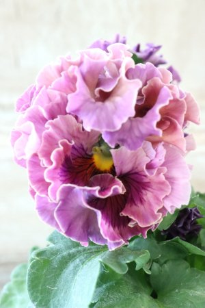 画像3: Robe de Antoinette Rococo〜ローブ・ドゥ・アントワネット ロココ〜 No.48