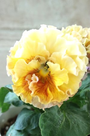 画像2: Robe de Antoinette Rococo〜ローブ・ドゥ・アントワネット ロココ〜 No.65