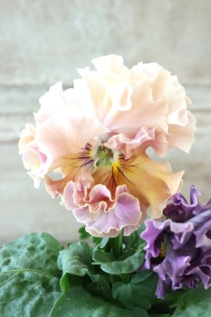 画像1: Robe de Antoinette Rococo〜ローブ・ドゥ・アントワネット ロココ〜 No.57