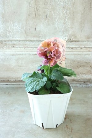 画像5: Robe de Antoinette Rococo〜ローブ・ドゥ・アントワネット ロココ〜 No.42