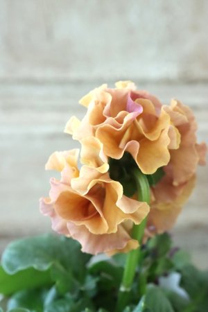 画像4: Robe de Antoinette Rococo〜ローブ・ドゥ・アントワネット ロココ〜 No.52