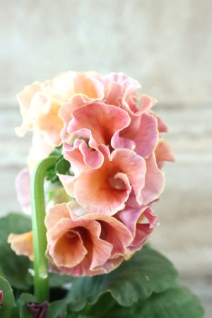 画像4: Robe de Antoinette Rococo〜ローブ・ドゥ・アントワネット ロココ〜 No.46