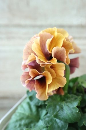 画像4: Robe de Antoinette Rococo〜ローブ・ドゥ・アントワネット ロココ〜 No.53