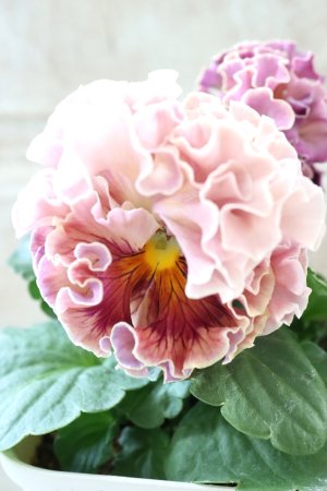 画像2: Robe de Antoinette Rococo〜ローブ・ドゥ・アントワネット ロココ〜 No.74