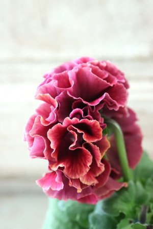 画像4: Robe de Antoinette Rococo〜ローブ・ドゥ・アントワネット ロココ〜 No.78