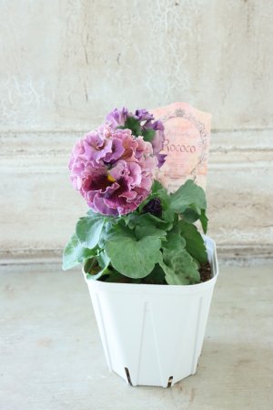 画像5: Robe de Antoinette Rococo〜ローブ・ドゥ・アントワネット ロココ〜 No.48