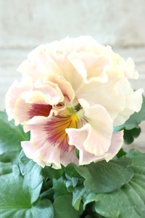 画像1: Robe de Antoinette Rococo〜ローブ・ドゥ・アントワネット ロココ〜 No.61