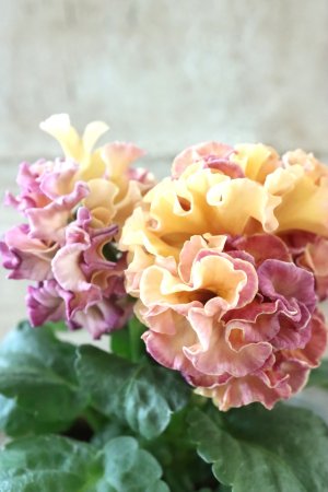 画像4: Robe de Antoinette Rococo〜ローブ・ドゥ・アントワネット ロココ〜 No.58