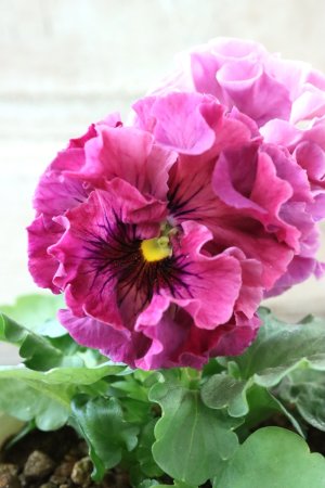 画像1: Robe de Antoinette Rococo〜ローブ・ドゥ・アントワネット ロココ〜 No.72