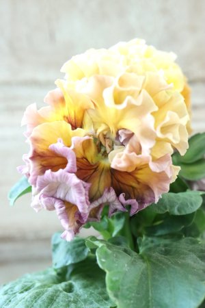 画像3: Robe de Antoinette Rococo〜ローブ・ドゥ・アントワネット ロココ〜 No.65